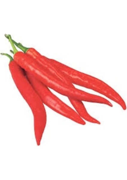 100 Adet Tohum Acı Kırmızı Organik Ata Acı Sivri Biber Ata Tohum Hediye Tohumlu fiyatları