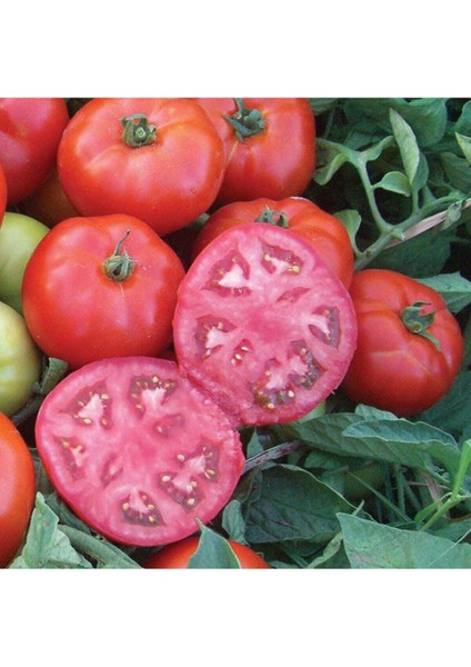 50 Adet Tohum Organik Ata Tohum Nadir Ankara Ayaş Domatesi Domates Tohumu Saksı Toprak Hediyemizdir