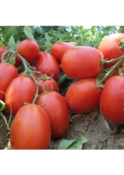 100 Adet Tohum Nadir Samarzana Domatesi Tohumu Yeni Hasat Hediyelidir