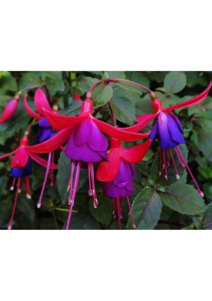 Küpeli Çiçeği Tohumu Karışık Yer Küpelisi Çiçek Tohumu 10 Adet Tohum modelleri