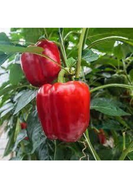 70 Adet Tohum Nadir Kırmızı Dolmalık Biber Tohumu Dolma Biber Tohumu Saksı Toprak Hediyeli