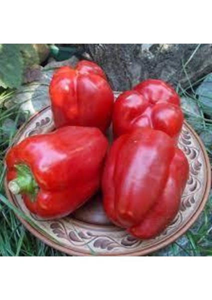 70 Adet Tohum Nadir Kırmızı Dolmalık Biber Tohumu Dolma Biber Tohumu Saksı Toprak Hediyeli fiyatları