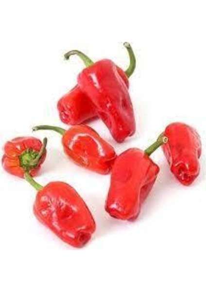 20 Adet Tohum Çok Acı Tayland Acı Biber Tohumu Hediye Tohumludur