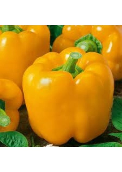 50 Adet Tohum Nadir Tatlı Sarı Dolmalık Biber Tohumu Hobi Balkon Saksılık Biber Tohumu fiyatları