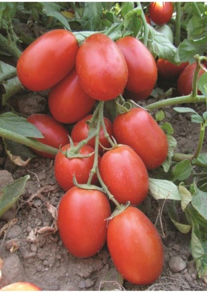 50 Adet Tohum Organik Taze Çerez Domates Tohumu Saksılık Balkon Çerez Domates Saksı Toprak Hediye