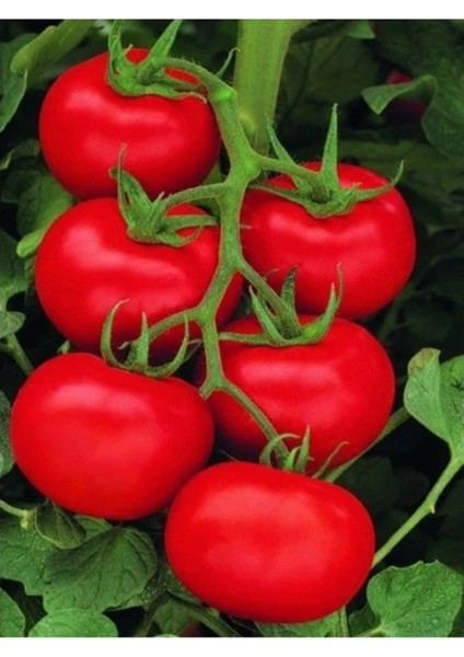 20 Adet Tohum Nadir Organik Kırmızı Lezzetli Salkım Domates Tohumu Saksı Toprak Hediye