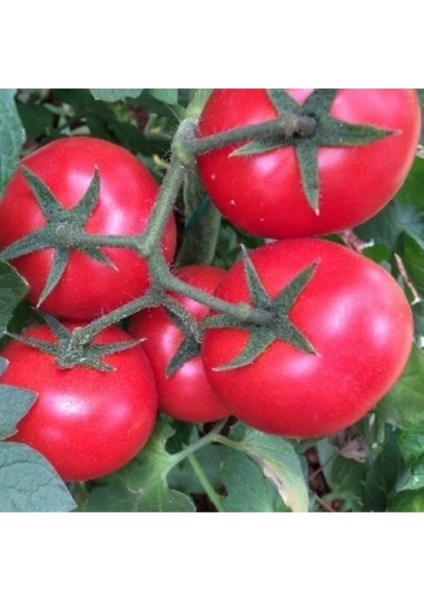 20 Adet Tohum Nadir Organik Kırmızı Lezzetli Salkım Domates Tohumu Saksı Toprak Hediye fiyatları