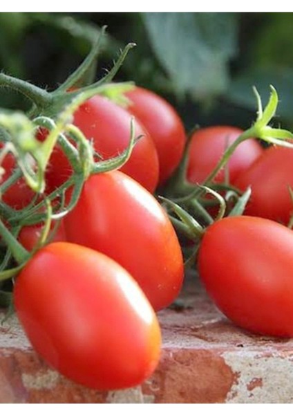 200 Adet Tohum Nadir Kırmızı Yumurta Domates Tohumu Hediye Tohum