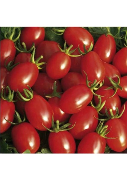 100 Adet Tohum Organik Köy Cherry Çeri Domates Tohumu Saksı Toprak Hediyemizdir