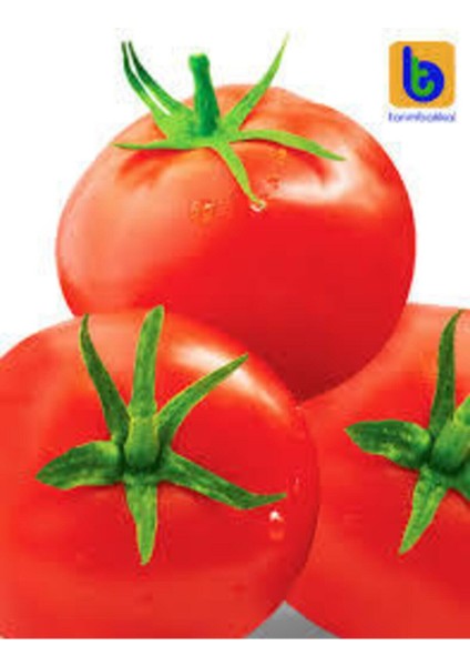 50 Adet Tohum Mega Paket Falcon Falkon Domates Tohumu Bol Verimli Erkenci Domates Sürpriz Hediyeli