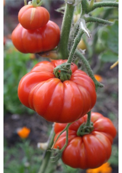 200 Adet Tohum Yeni Mahsul Köy Domatesi Tohumu Essah Yerli Köy Domates Taze Hasat Tohum Kolay Çimlen