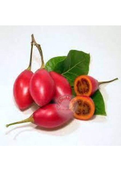 10 Adet Tohum Italyan Domates Ağacı Tohumu Nadir Domates Tohumu Saksı Toprak Sürpriz Hediye fiyatları