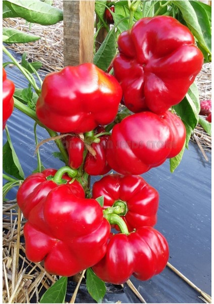 50 Adet Tohum Nadir Tatlı Domates Biberi Tohumu Organik Yeni Sezon Tarla Biberi Tohumu Hediye Tohum