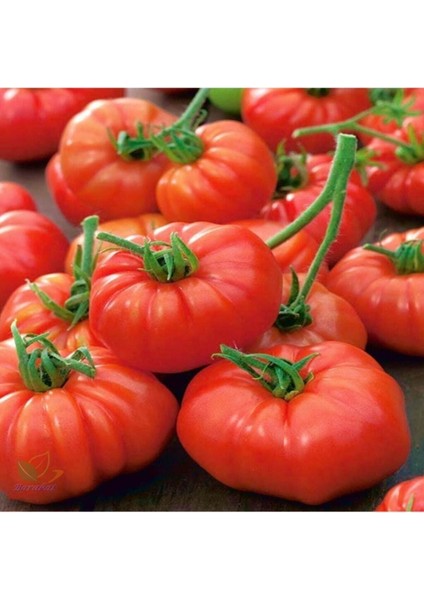 500 Adet Tohum Erkenci İri Marmande Domates Tohumu Domates Tohumu Organik Saksı Toprak