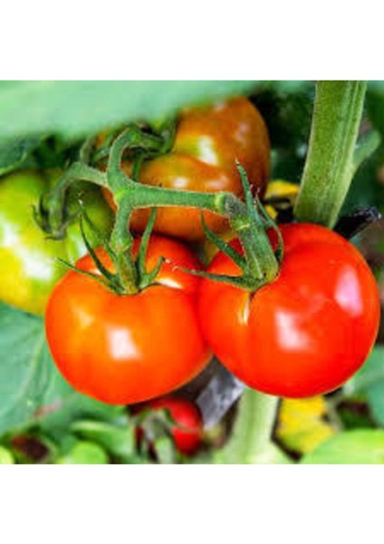 Falkon Domates Tohumu 50 Adet fiyatları
