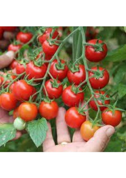 Çeri Domatesi Tohumu 20 Adet