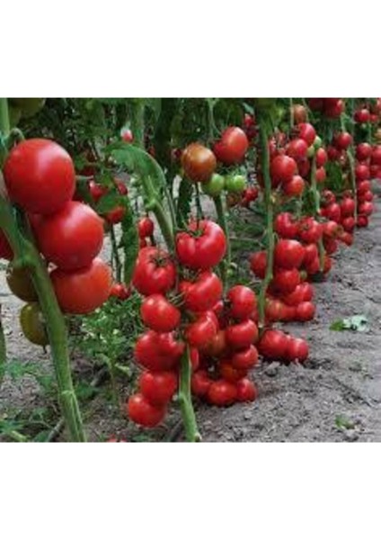 10 Adet Köy Tipi Tarla Yerli Domates Tohumu fiyatları