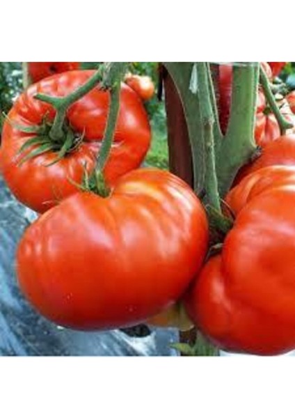 10 Adet Köy Tipi Tarla Yerli Domates Tohumu modelleri