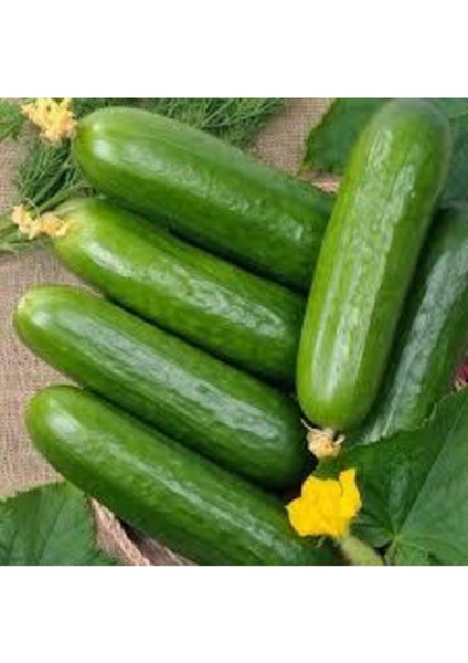 100 Adet Nadir Çengelköy Salatalık Yeni Sezon Köy Salatalık Saksı Toprak Sürpriz Hediye Tohumlu