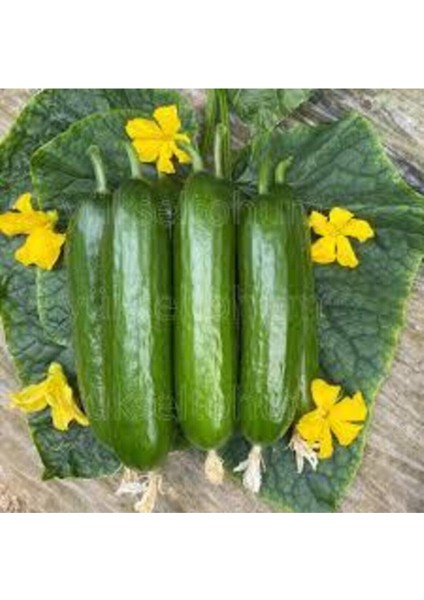 10 Adet Nadir Organik Badem Silor Sülor Salatalık Saksı Toprak Hediyemiz