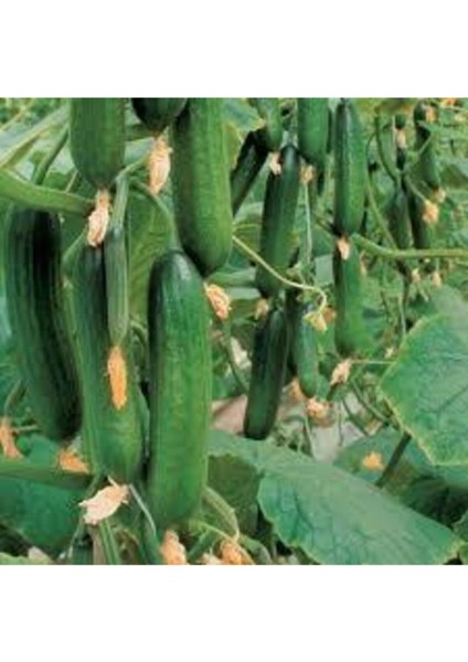 10 Adet Nadir Organik Badem Silor Sülor Salatalık Saksı Toprak Hediyemiz fiyatları