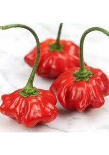 80 Adet Tohum Nadir Gül Biberi Tohumu Kırmızı Gül Biberi Tohumu Saksı Toprak Hediye fiyatları