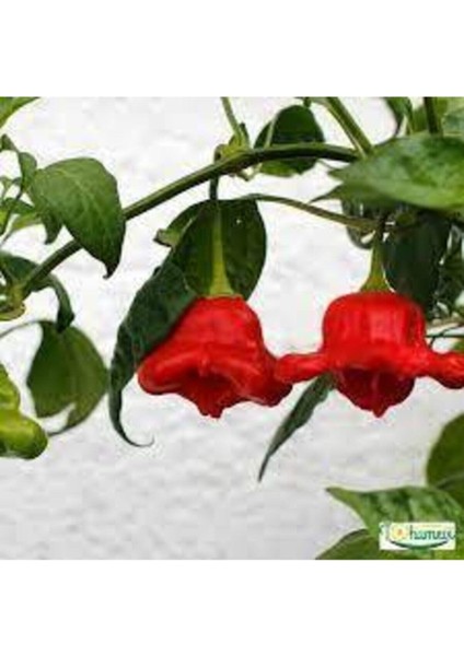 80 Adet Tohum Nadir Gül Biberi Tohumu Kırmızı Gül Biberi Tohumu Saksı Toprak Hediye fırsatları