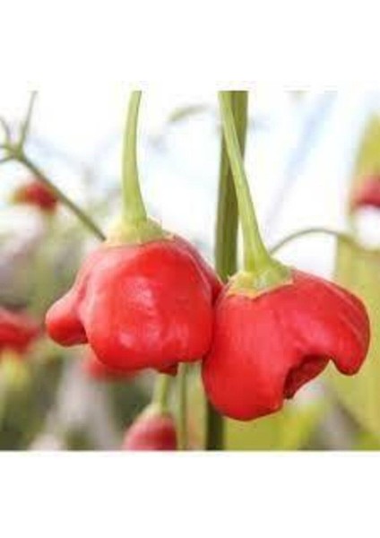 150 Adet Tohum Nadir Gül Biberi Tohumu Kırmızı Gül Biberi Tohumu