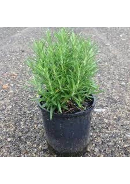 50 Adet Nadir Biberye Tohumu Biberiye Tohumu Saksı Toprak Hediye Sürpriz Hediye Tohumludur fiyatları