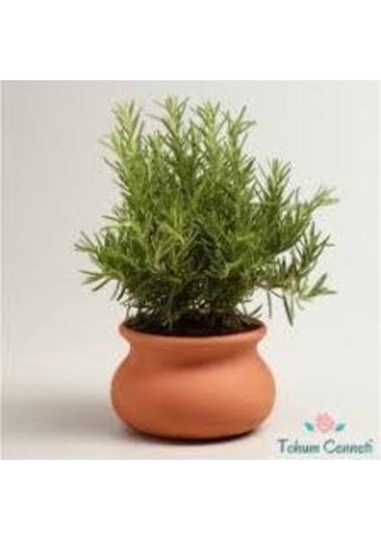 50 Adet Nadir Biberye Tohumu Biberiye Tohumu Saksı Toprak Hediye Sürpriz Hediye Tohumludur modelleri