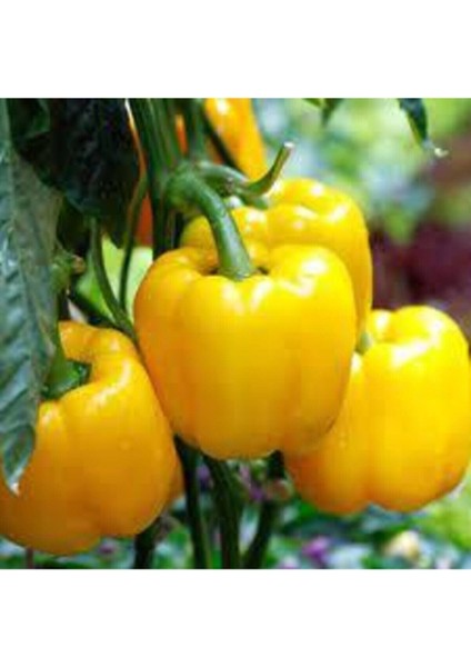 100 Adet Nadir Sarı Kaliforniya Californiya Kalifornia Biber Biberi Tohumu Sürpriz Hediye Tohumludur