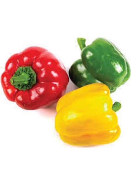 30 Adet Tohum Renkli Rengarenk Dolmalık Biber Tohumu Taze Dolmalık Biber Saksı Toprak Hediye