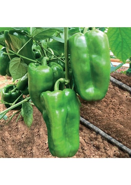 150 Adet Tohum Acı Yeşil Dolmalık Köy Biberi Tohumu Organik Bahçe Dolma Biber Tohumu Hediyeli