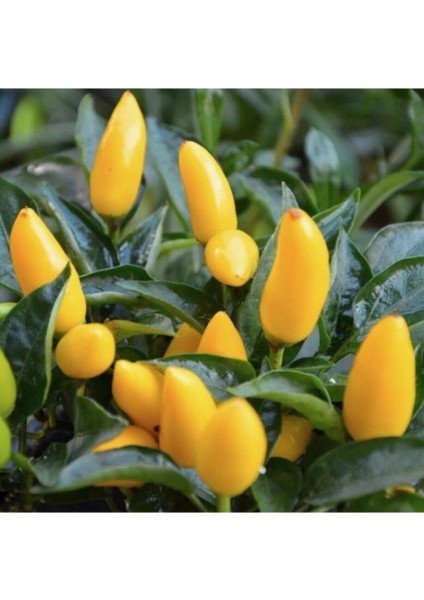 100 Adet Tohum Süper Paket Taze Sarı Süs Biberi Organik Bahçe Tohumlar Biber Tohumları Hediye Tohum