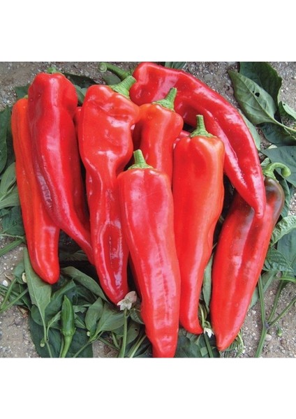 150 Adet Tohum Nadir Organik Adana Acı Salçalık Kırmızı Biber Tohumu Taze Ata Tohumdur