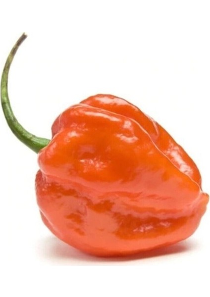 10 Adet Toum Dünyanın En Acı Biberi Habanero Biber Tohumu İthal Acı Habanero Biberi Tohumu Hediye To