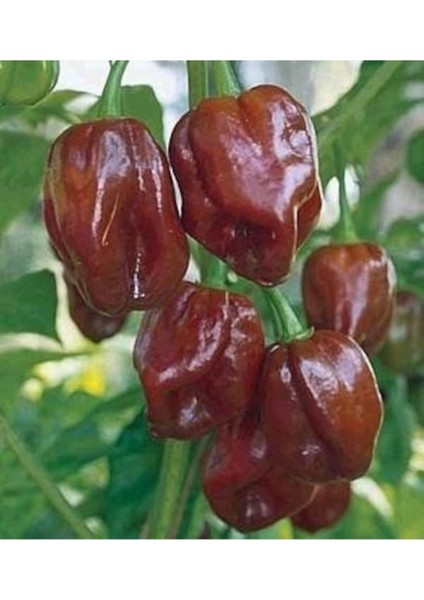 10 Adet Toum Dünyanın En Acı Biberi Habanero Biber Tohumu İthal Acı Habanero Biberi Tohumu Hediye To fiyatları