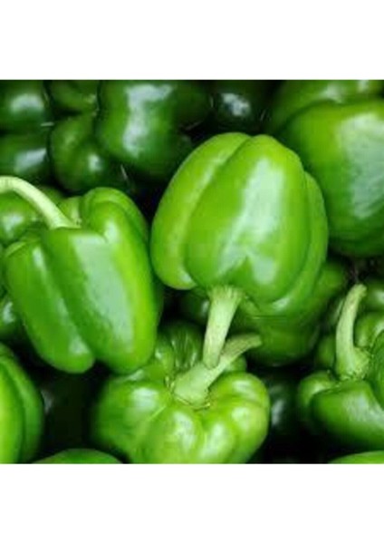 50 Adet Tohum Nadir İnce Kabuk Dolmalık Dolma Biber Tohumu Hobi Bahçe Balkon Saksılık Bahçeliktir