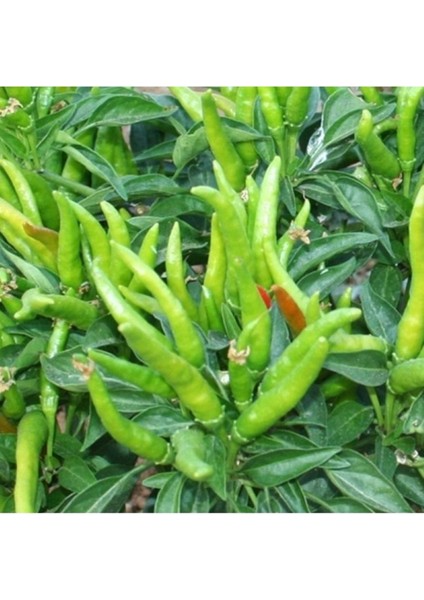 20 Adet Tohum Nadir Organik Arnavut Süs Biberi Tohumu Taze Hobi Bahçe Balkon Tohum Hediye Tohum