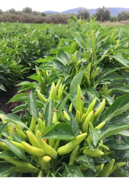 20 Adet Tohum Nadir Organik Arnavut Süs Biberi Tohumu Taze Hobi Bahçe Balkon Tohum Hediye Tohum fiyatları