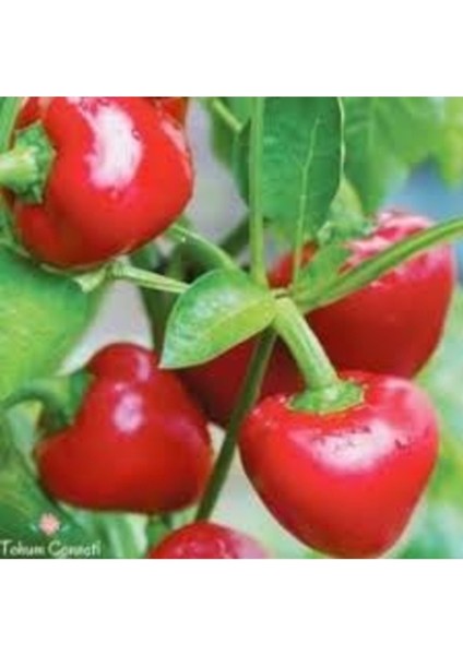 20 Adet Tohum Nadir Kırmızı Turşuluk Burkita Biber Tohumu Taze Organik Tohum Hediye Tohum