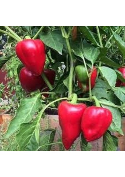 20 Adet Tohum Nadir Kırmızı Turşuluk Burkita Biber Tohumu Taze Organik Tohum Hediye Tohum fiyatları