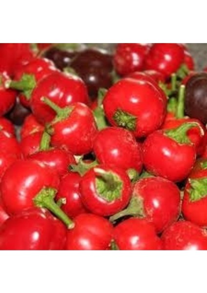 20 Adet Tohum Nadir Kırmızı Turşuluk Burkita Biber Tohumu Taze Organik Tohum Hediye Tohum modelleri