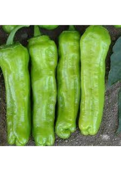 50 Adet Tohum Meşhur Mazamat Biberi Tohumu Üç Burun Biberi Tohumu Sürpriz Hediye Tohum