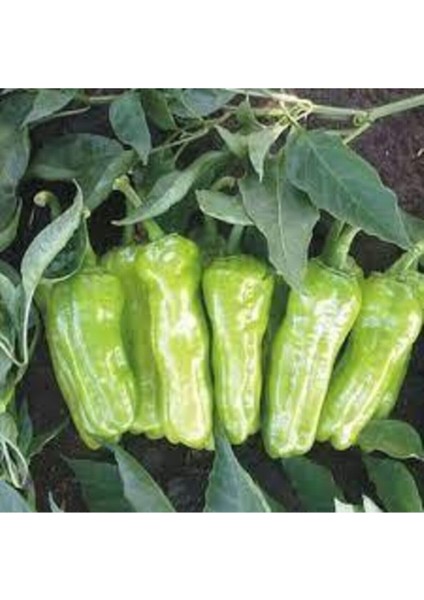 50 Adet Tohum Meşhur Mazamat Biberi Tohumu Üç Burun Biberi Tohumu Sürpriz Hediye Tohum fiyatları