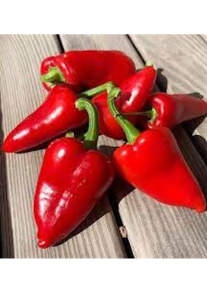 50 Adet Tohum Nadir Bulunan Kırmızı Mini Kapya Biber Saksı Topraklıdır