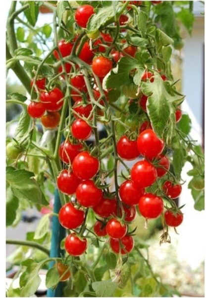 50 Adet Tohum Organik Köy Cherry Çeri Domates Tohumu Saksılık Sürpriz Hediye Tohumludur