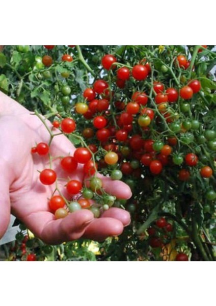 20 Adet Tohum Organik Hobi Balkon Bezelye Minik Domates Tohumudur