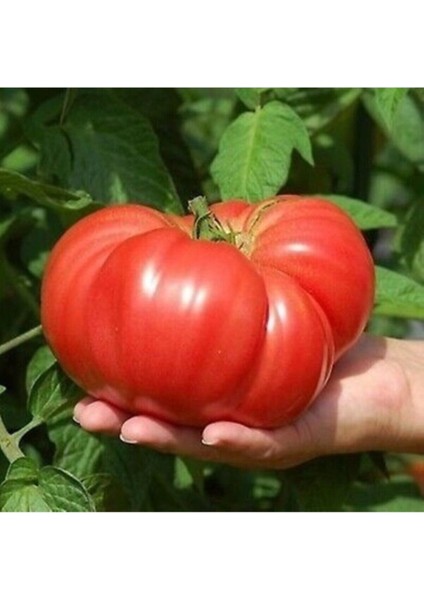 30 Adet Tohum Nadir Ithal Dev Hollanda Domates Tohum Hollanda Domates Tohum Sürpriz Hediye Tohumlu