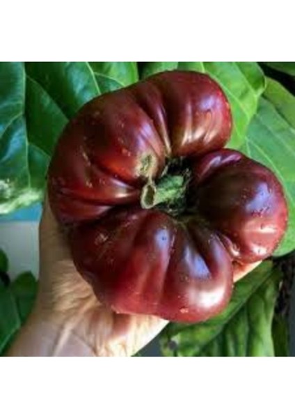 50 Adet Tohum Alaca Komando Köy Domatesi Tohumu Hediye Tohumludur